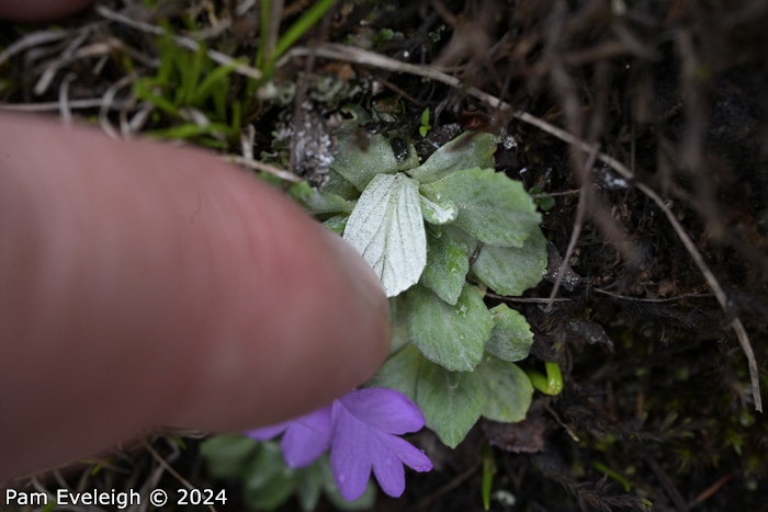 <i>Primula spathulifolia </i>