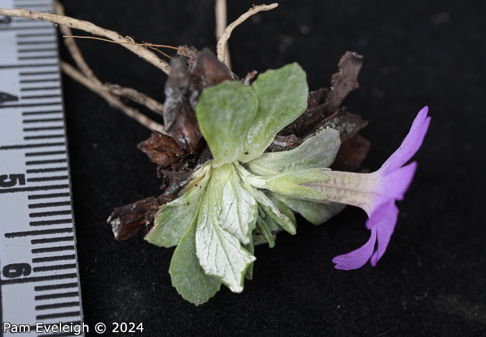 <i>Primula spathulifolia </i>