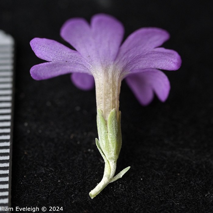 <i>Primula spathulifolia </i>