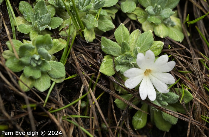 <i>Primula spathulifolia </i>