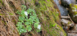 <i>Primula spathulifolia </i>