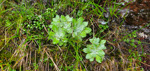 <i>Primula spathulifolia </i>