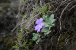 <i>Primula spathulifolia </i>