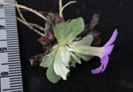 <i>Primula spathulifolia </i>