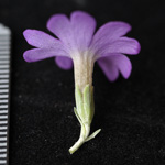 <i>Primula spathulifolia </i>