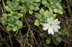 <i>Primula spathulifolia </i>