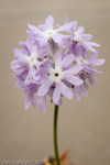 <i>Primula stenocalyx </i>