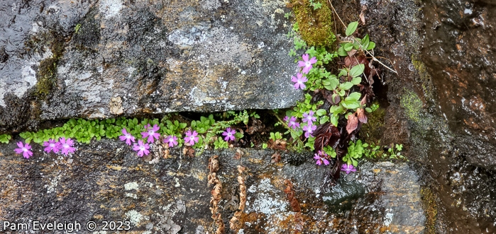 <i>Primula stirtoniana </i>