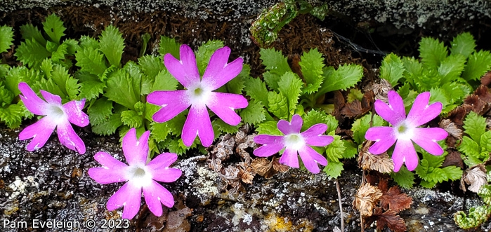 <i>Primula stirtoniana </i>