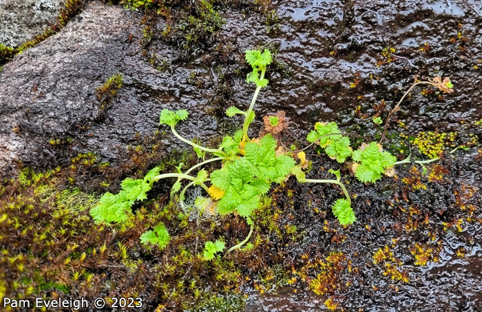 <i>Primula stirtoniana </i>