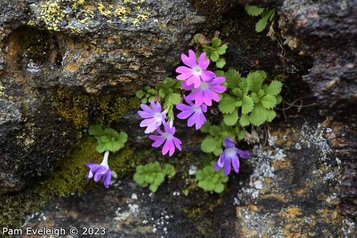 <i>Primula stirtoniana </i>