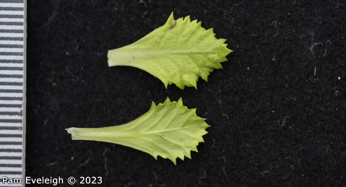 <i>Primula stirtoniana </i>