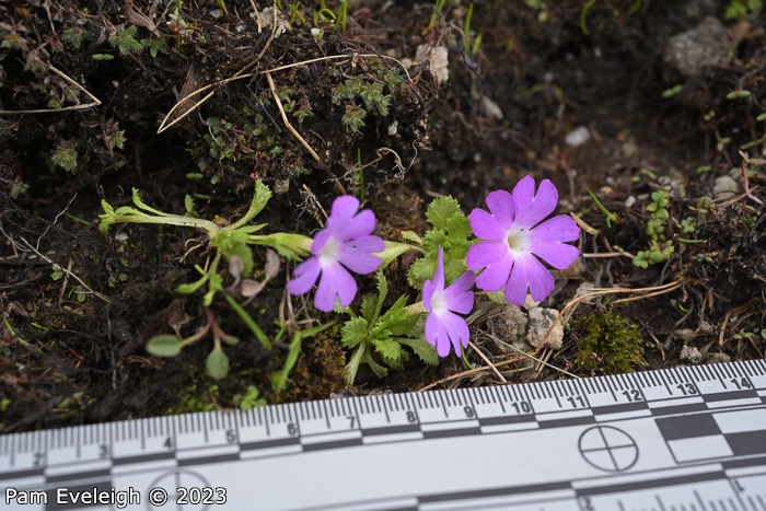 <i>Primula stirtoniana </i>