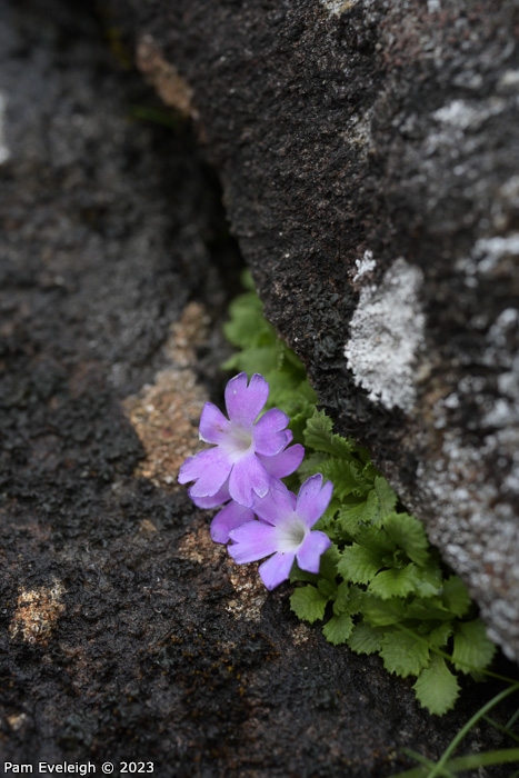 <i>Primula stirtoniana </i>