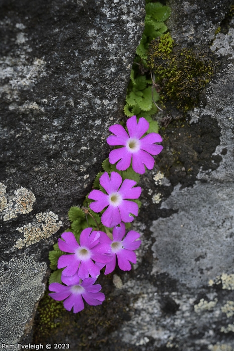 <i>Primula stirtoniana </i>