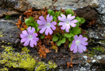 <i>Primula stirtoniana </i>