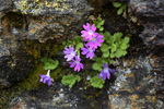 <i>Primula stirtoniana </i>