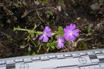 <i>Primula stirtoniana </i>