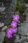 <i>Primula stirtoniana </i>