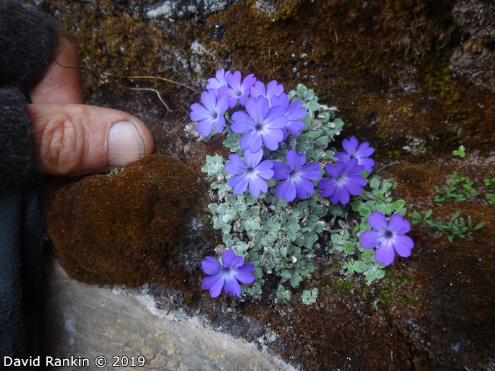 <i>Primula tenella </i>