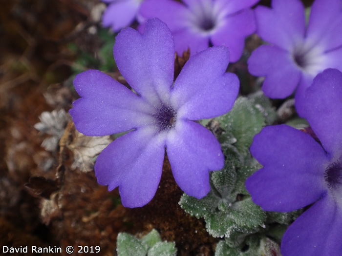 <i>Primula tenella </i>