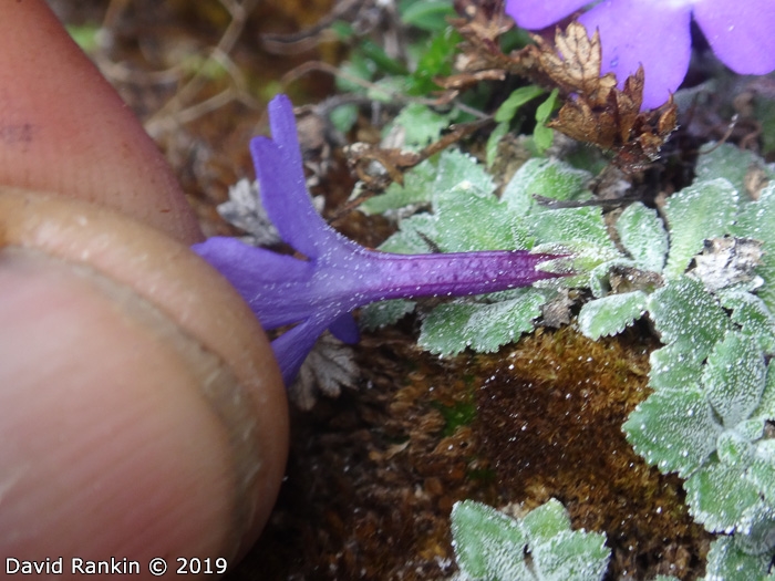 <i>Primula tenella </i>