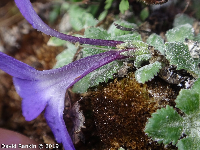 <i>Primula tenella </i>