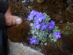 <i>Primula tenella </i>