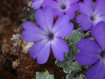 <i>Primula tenella </i>