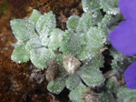 <i>Primula tenella </i>