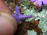 <i>Primula tenella </i>