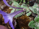 <i>Primula tenella </i>