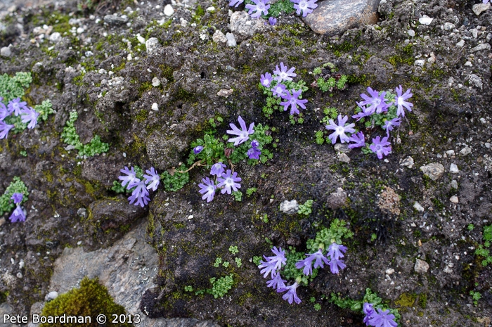 <i>Primula tenuiloba </i>