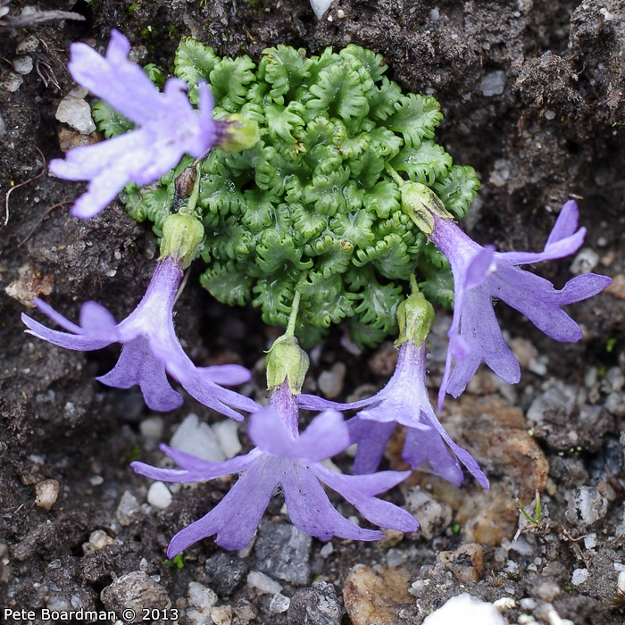 <i>Primula tenuiloba </i>