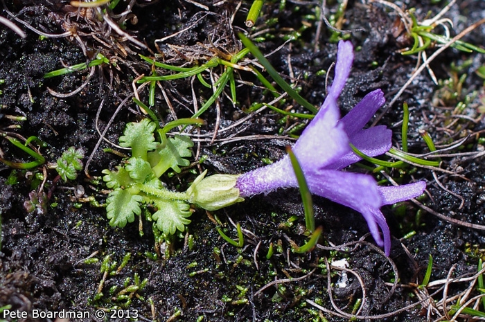 <i>Primula tenuiloba </i>