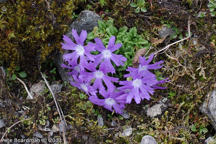 <i>Primula tenuiloba </i>