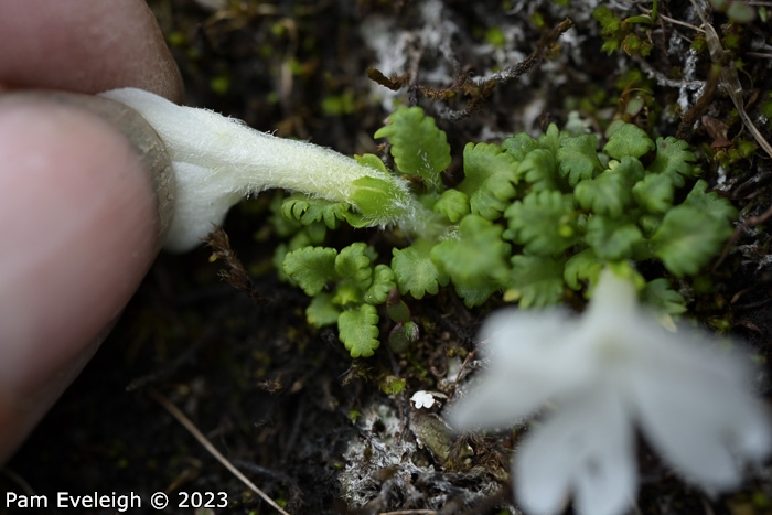 <i>Primula tenuiloba </i>