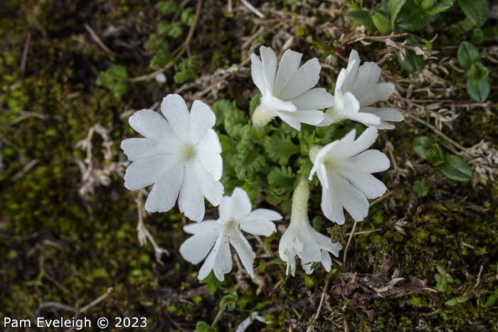 <i>Primula tenuiloba </i>