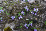 <i>Primula tenuiloba </i>