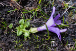 <i>Primula tenuiloba </i>