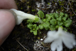 <i>Primula tenuiloba </i>