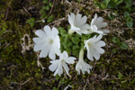 <i>Primula tenuiloba </i>