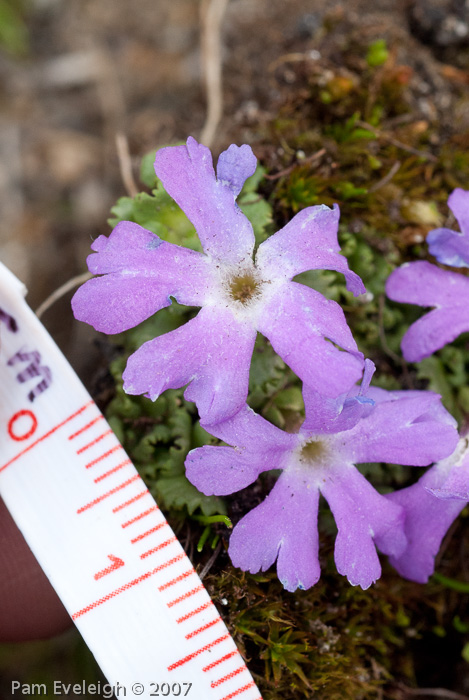 Primula waddellii