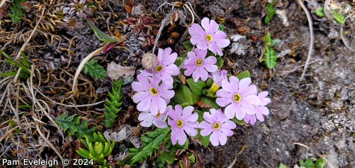 <i>Primula walshii </i>