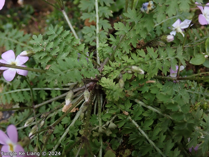 <i>Primula wannanensis </i>