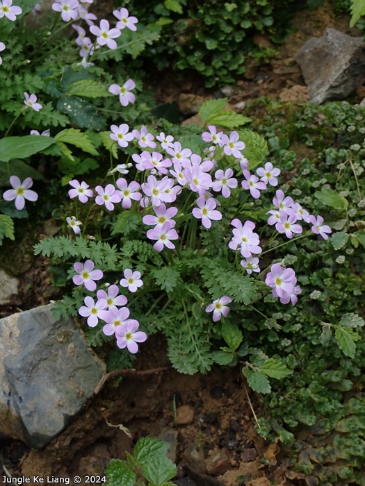 <i>Primula wannanensis </i>