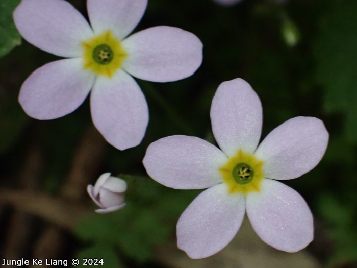 <i>Primula wannanensis </i>