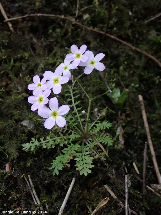 <i>Primula wannanensis </i>