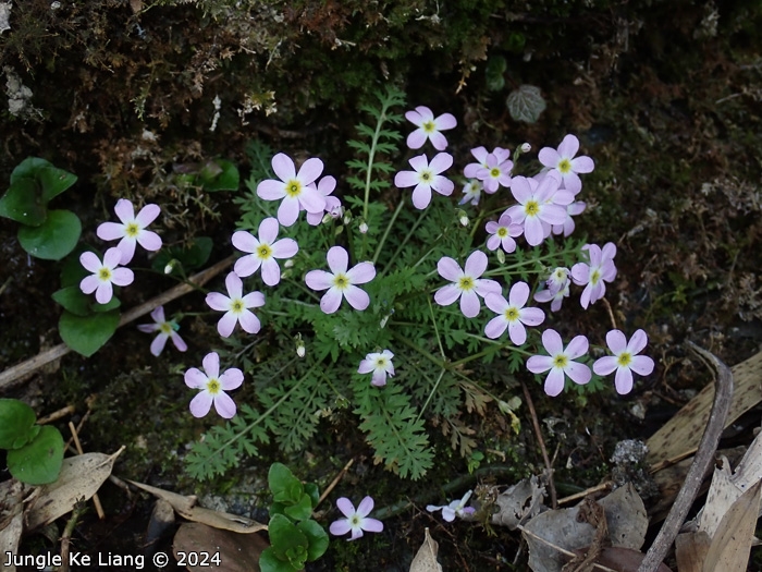 <i>Primula wannanensis </i>