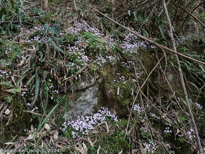 <i>Primula wannanensis </i>